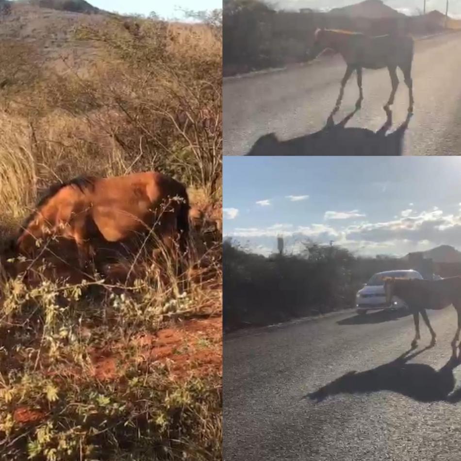 Cavalos são flagrados soltos na Rodovia BR-330 em Gentio do Ouro