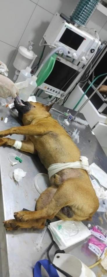 Hidrolândia: Moradores se revoltam após homem matar cachorro com golpes de chave de fenda 