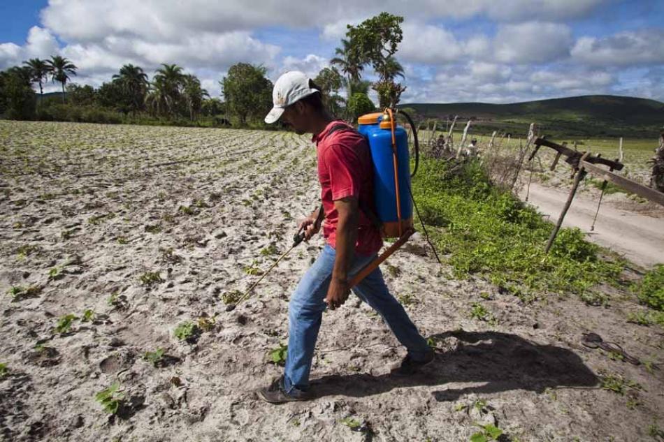 De acordo com o INCA, o uso de veneno na agricultura faz região de Irecê ficar na sexta posição em ranking do câncer