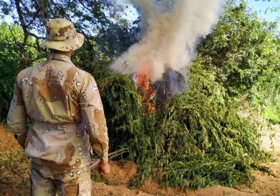 Maior produtor de maconha do centro-norte da Bahia é preso pela DTE de Irecê