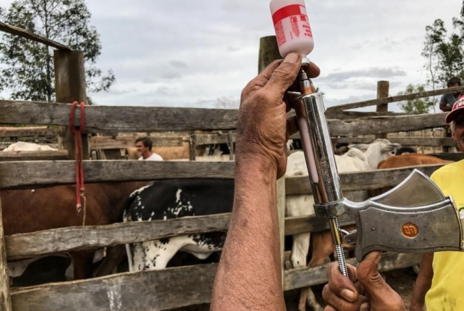 Bahia inicia 1ª etapa da vacinação contra a Febre Aftosa em 2019