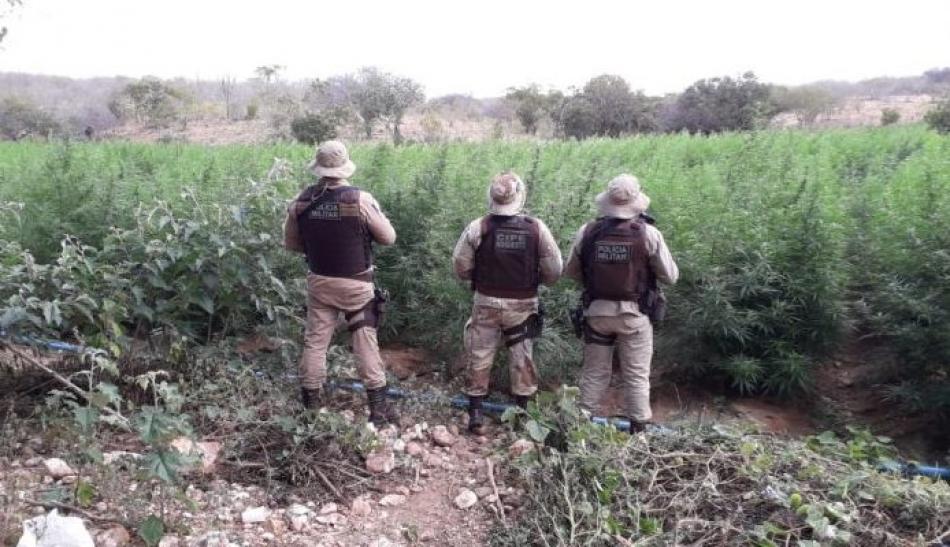 Suspeito de cultivar plantações de maconha morre em confronto com a Polícia em Xique-Xique