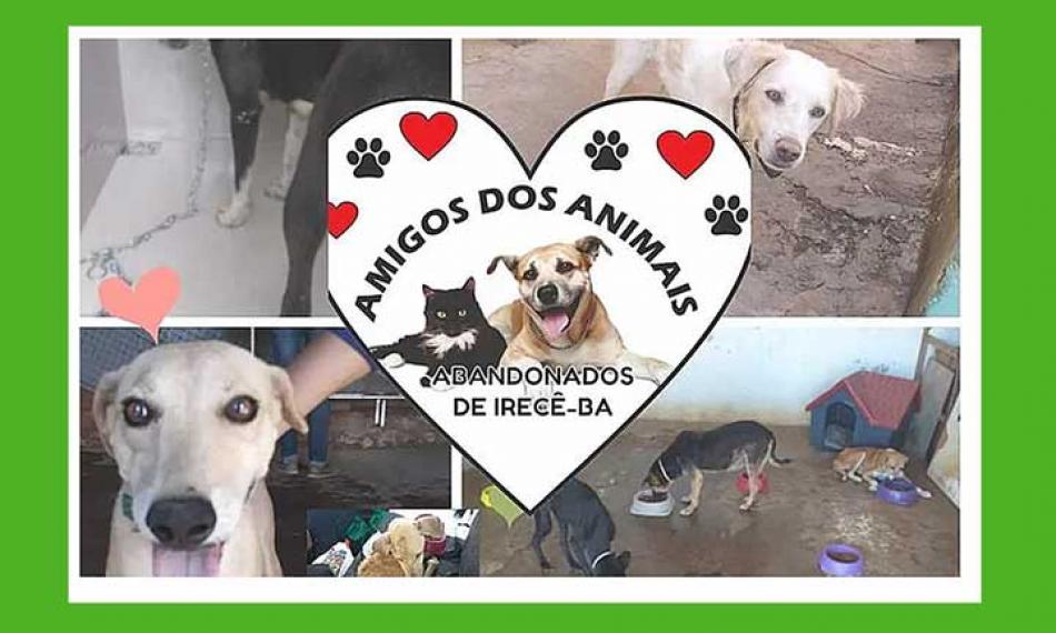 Irecê: Abrigo dos animais abandonados cria Vaquinha virtual e precisa da sua ajuda