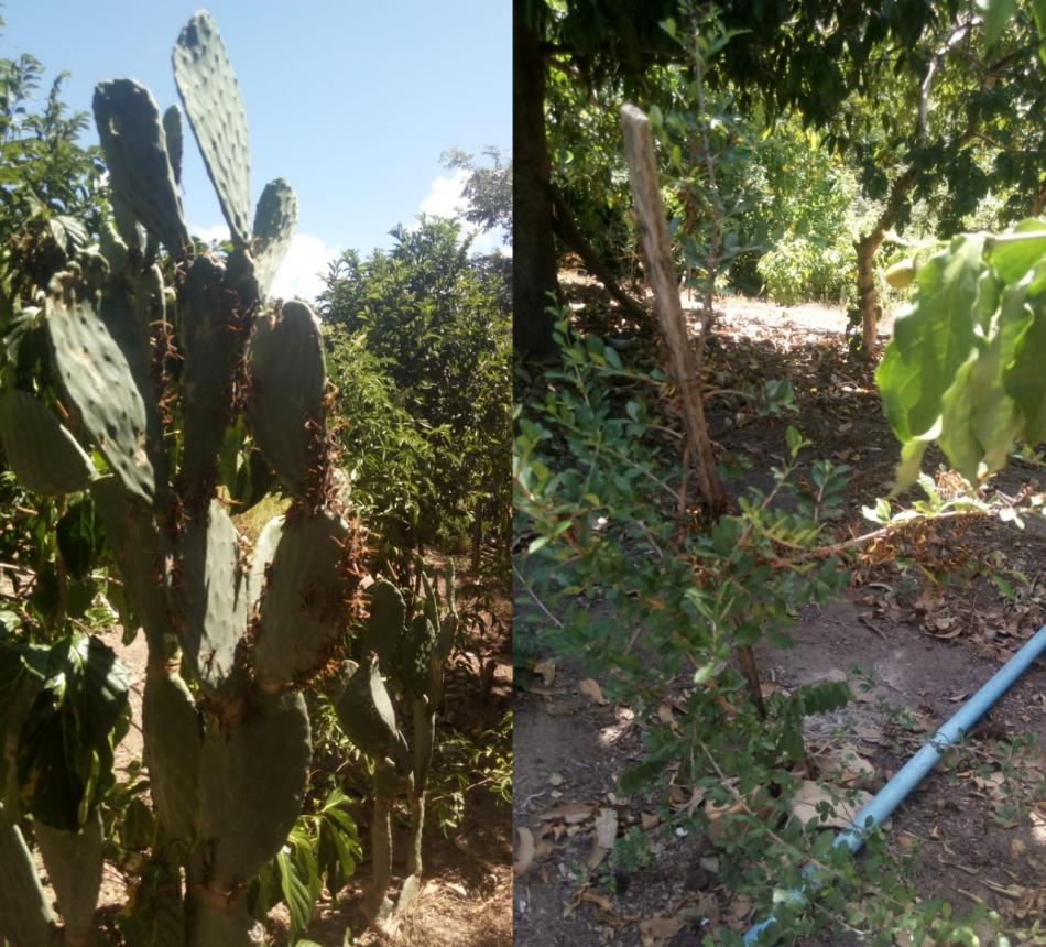 Gentio do Ouro: Infestação de gafanhotos ataca propriedade rural