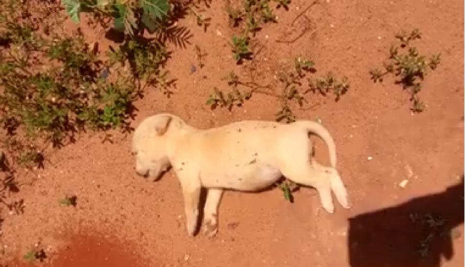 Cachorrinhos são mortos em Hidrolândia de Uibaí, região de Irecê