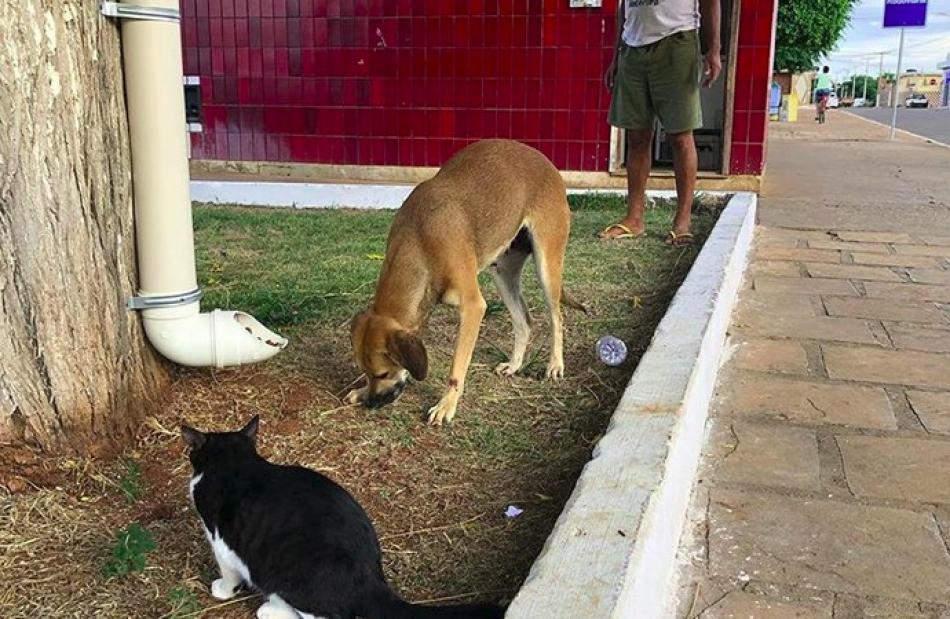 Ibipeba: Prefeitura instala comedouros para cães e gatos abandonados nas ruas da cidade