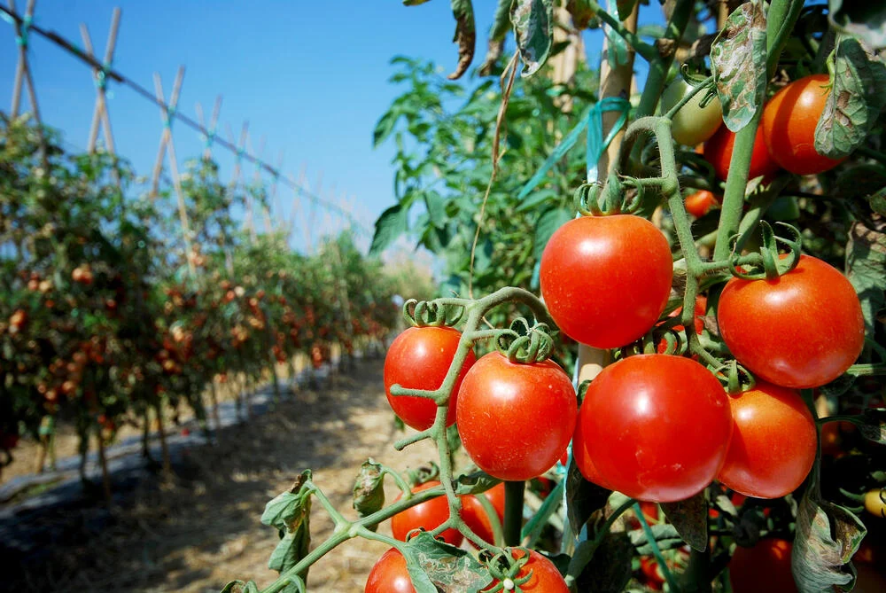 Municípios da região de Irecê são destaque na produção de tomate na Bahia