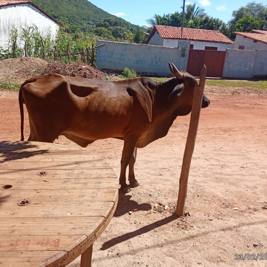 Moradores de São Bento reclamam de vacas soltas nas ruas e cobram providências