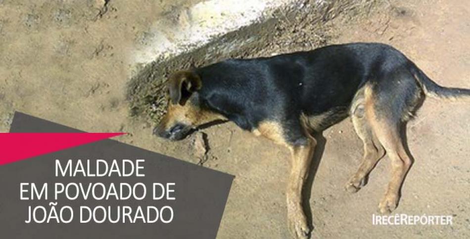 Denúncia: Cães e gatos são mortos por envenenamento em povoado de João Dourado 