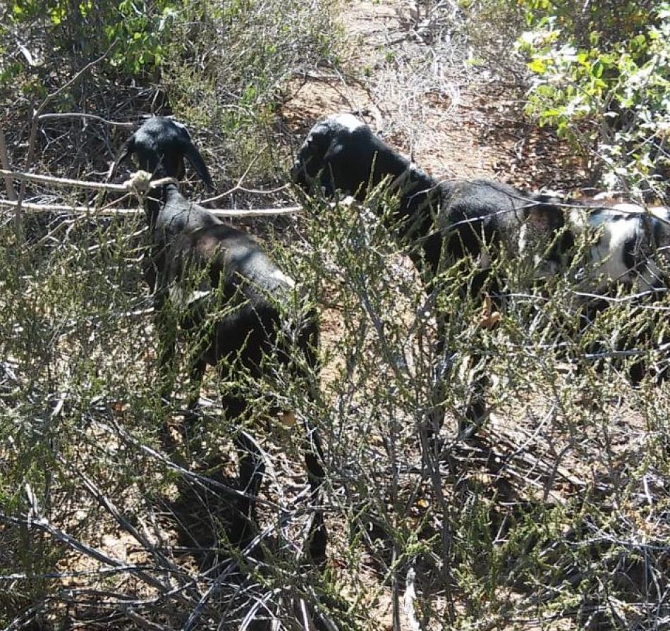 Animais furtados em fazenda de Xique-Xique são recuperados pela Caesa