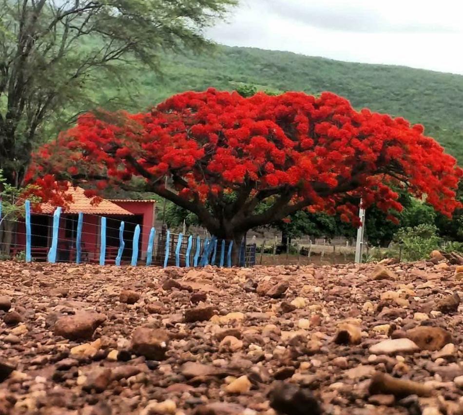 Gentio do Ouro: Cartão-postal do povoado de Barriguda, Flamboyant é considerada uma das árvores mais bonitas do mundo