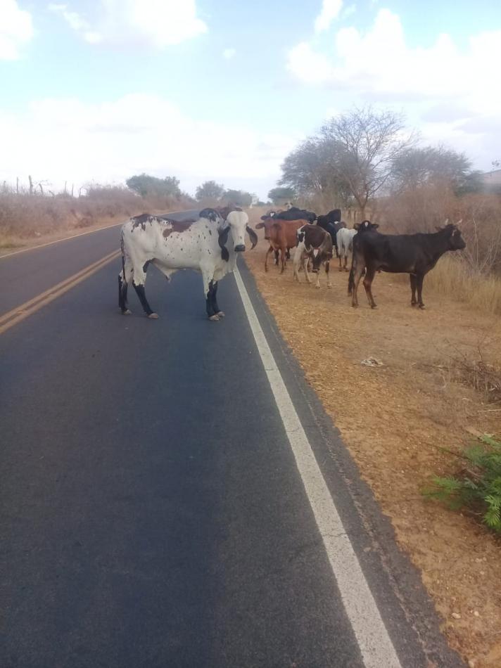 Uibaí: Animais soltos preocupam motoristas 