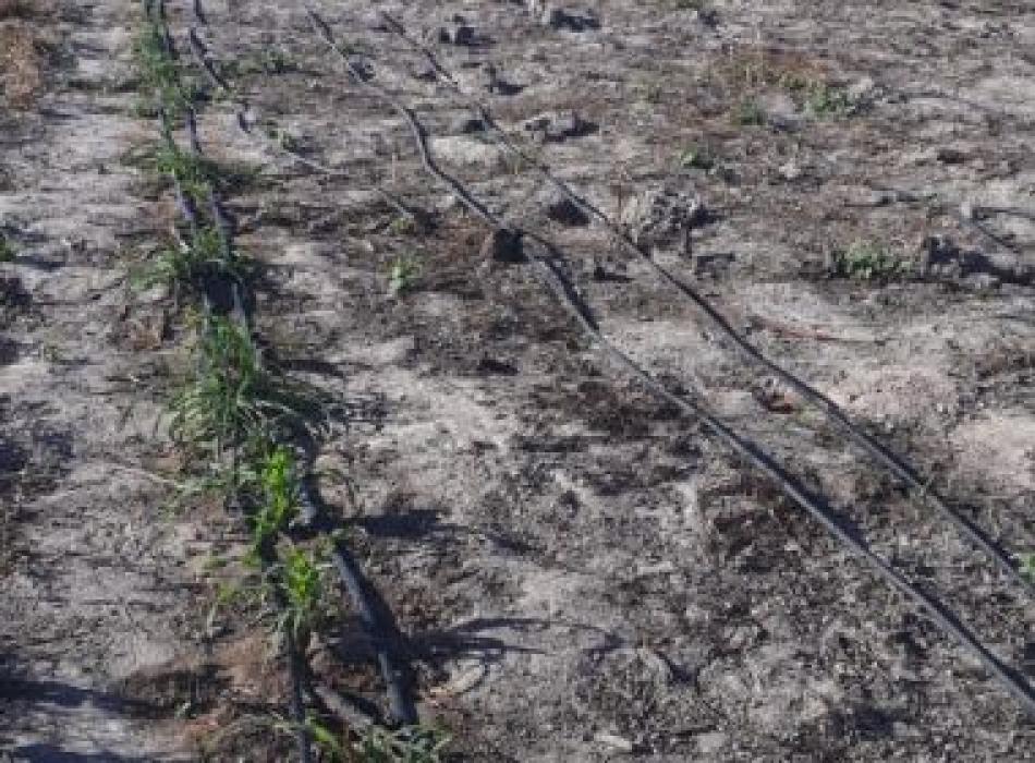 Polícia Militar localiza 1,2 mil mudas de maconha em Sento Sé