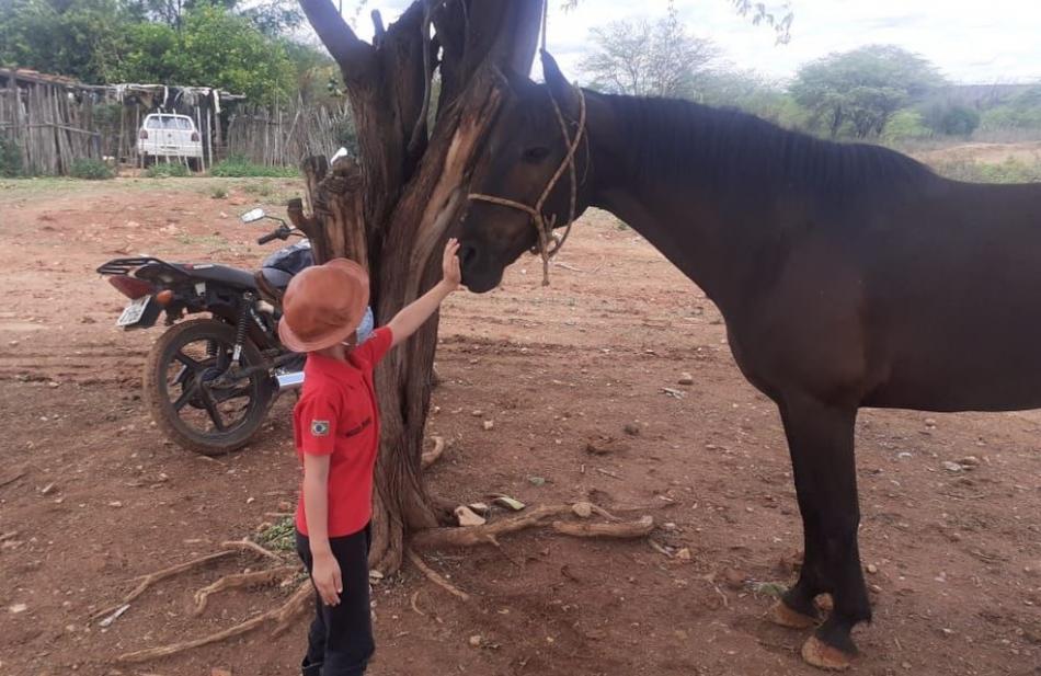 João Dourado: Cavalo da raça Mangalarga Marchador que havia sido roubado em uma cavalgada é recuperado