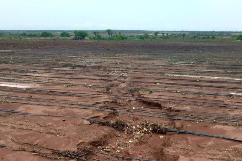 Chuvas em toda a região de Irecê, anima agricultores. Previsão é de que o sol só retorne dia 11