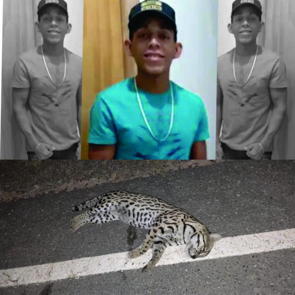 Xique-Xique: Motociclista de 26 anos morre após colisão com jaguatirica na BA-160