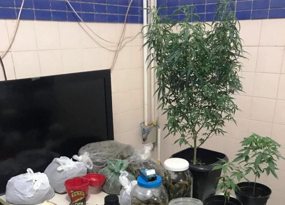 Irecê: PM encontra estufa com pês de maconha em residência