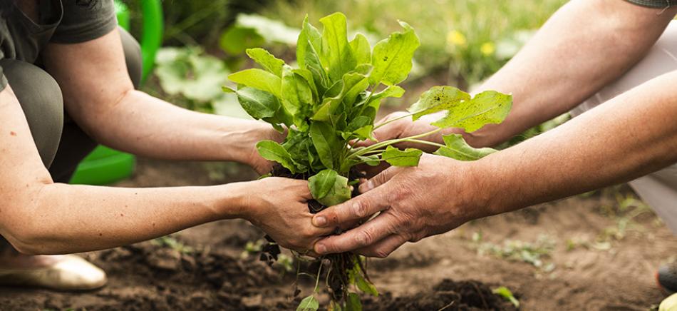 Sistema agroecológico é uma das soluções para a conservação do solo