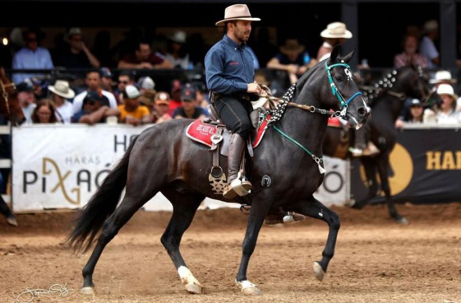 Cavalo criado na região de Irecê se torna campeão nacional de marcha picada