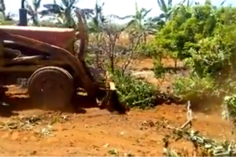 Em Presidente Dutra e Uibaí, produtores estão destruindo suas roças de pinha: "não vale a pena!"