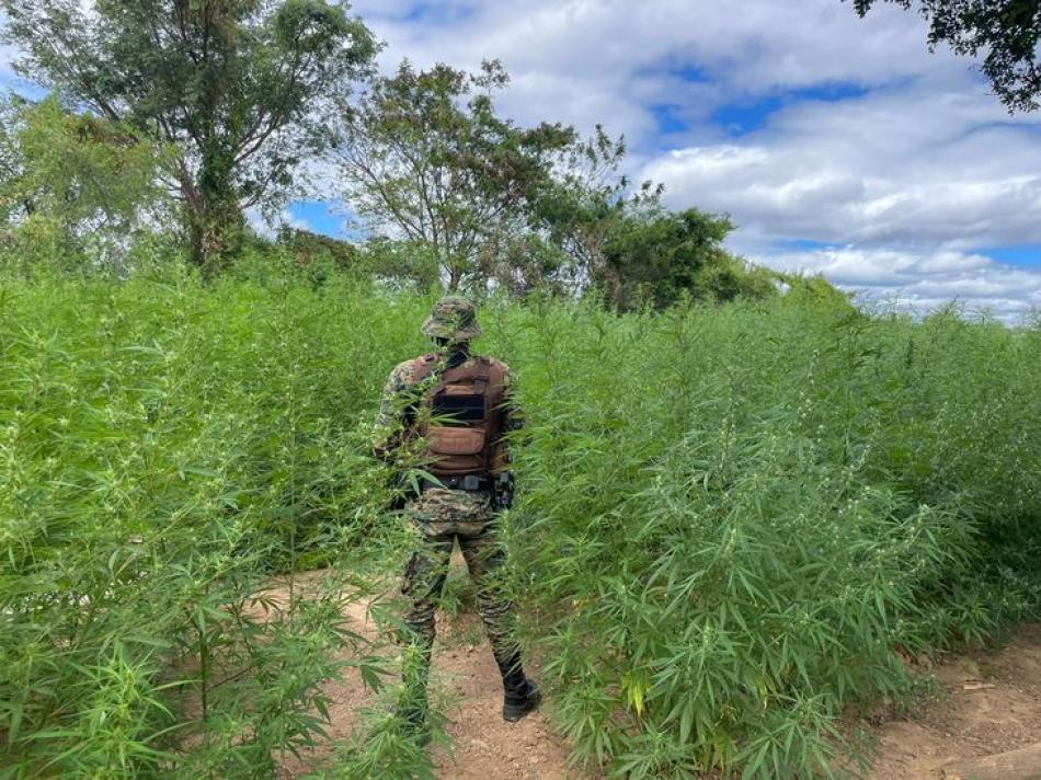 Xique-Xique: Operação policial destrói mais de 40 mil pés de maconha