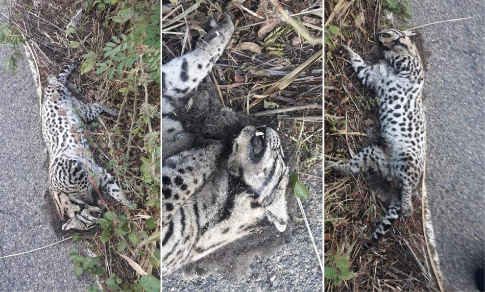 Brotas de Macaúbas: Onça pintada é encontrada morta na BA 156