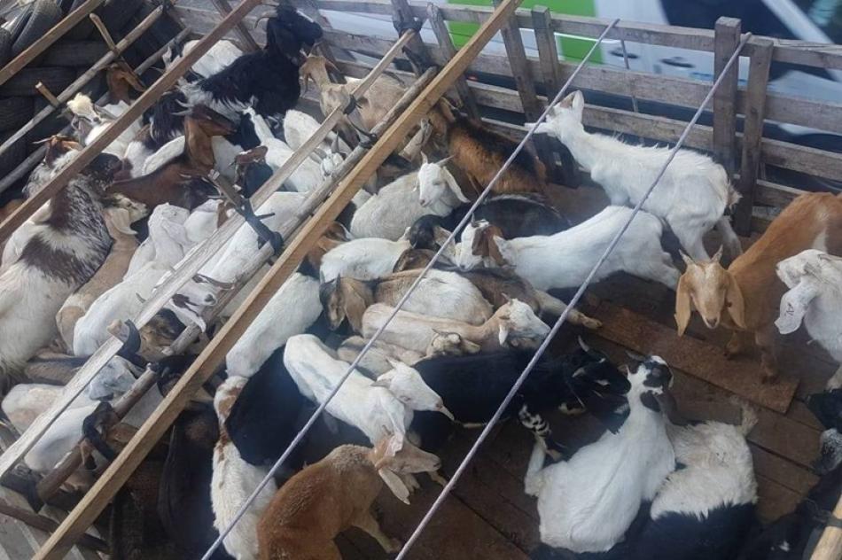 Motorista é multado por transportar cabras de Irecê para São Paulo; VÍDEO