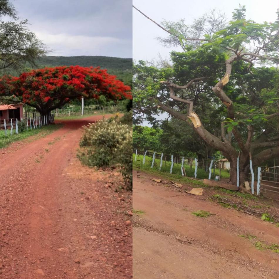 Energia eólica: Cartão-postal da comunidade de Barriguda, em Gentio do Ouro, árvore de 45 anos é parcialmente destruída