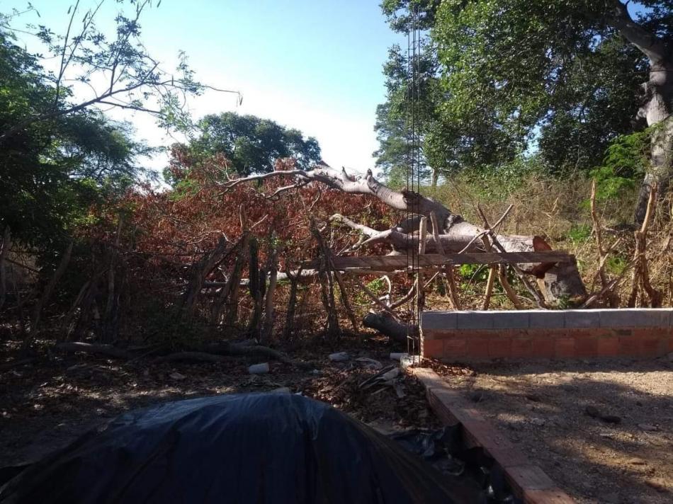 Gameleira do Assuruá: Corte de Jatobá causa revolta em dono de propriedade 